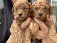 Ufacık sağlık ve ırk garantili toy poodle yavrularım