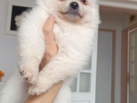 Pomeranian spitz yavrular