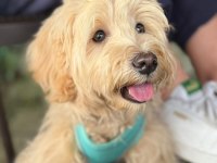 1 yaşında maltipoo acil sahiplendirilecek