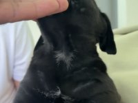 55 Günlük Çipli kimlikli ERKEK CANE CORSO YAVRU