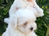 Terrier maltese