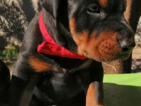 A Şecereli Anne Ve Babadan Üst Düzeyde Kaliteli Dobermanlar