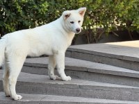 3,5 aylık karma aşıları bitmiş beyaz akita inu