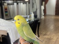 Konuşan full evcil muhabbet kuşu