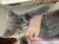 Yavru British Shorthair