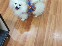 Pomeranian boo aşıları tam