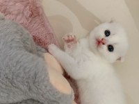 Beyaz scottish fold