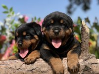 Üst Kalite Rottweiler Yavrular