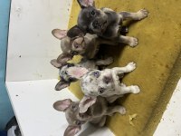 Saf kan french bulldog yavruları