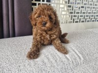 Toy Poodle Kore
