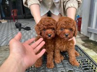 Kore Toy Poodle Yavrular Irk Garantili