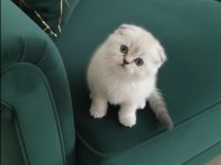 Ayı surat scottish fold