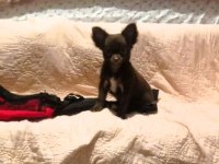Görüşülür chihuahua