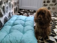 Komut eğitimli ve tuvalet eğitimli efsane köpeğimiz kuki
