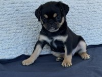 Black tan pug mops