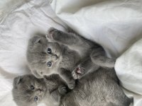 Safkan top kafa scottish fold oyuncu uygun fiyatlı yavrular