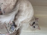 Saf kan chinchilla yetişkin dişi