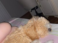 Acil sahiplendiriyorum 4 aylık maltipoo
