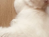 Sevimli cana yakın temiz bakımlı dost kedimiz