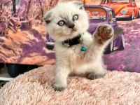 A kalite top kafa scottish fold yavrular