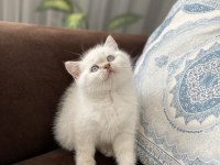 MAVİ GÖZLÜ PAMUK GİBİ BRİTİSH LONGHAİR