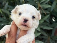 KUCUK MINIK KÖPEKLER