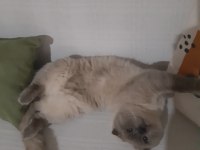 Yetişkin scottish fold cins temiz