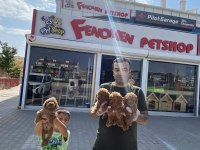 MALTESE YAVRULAR MALTİPO VE TOY POODLE YAVRULAR ANKARA