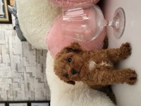 Minik poodle kurabiyeler