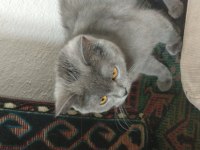 8 aylık kızımızı sahiplendiriyoruz