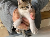 4 YAVRU KEDİMİZ