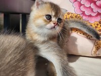 Gold Scottish Fold Bebekler
