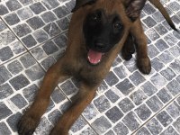 Safkan ırk garantili belçika kurdu