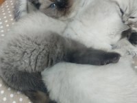 Bebek yüz mavi göz british shorthair
