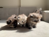 1 Aylık Scottish Fold Shorthair 3 Erkek Yavru