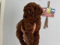 Toy poodle yavrularim orijinal ev üretimi