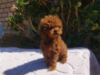 Poodle teacup kore baby kuyruksuz
