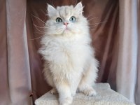 Gri british longhair yakışıklı