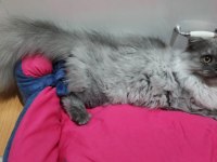 6 AYLIK SCOTTİSH KEDİMİ SAHİPLENDİRMEK İSTİYORUM