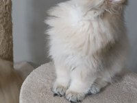 British longhair ny 12