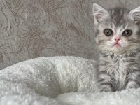 British Shorthair Yavrular