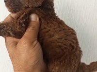 Birbirinden Güzel Poodle Yavruları