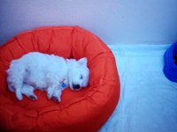 48 günlük maltese terrier