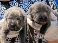 Sevimli cane corso yavrularımız