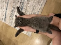 British shorthair bluepoint scottish fold bluepoint yavrular