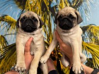PUG MOPS YAVRULAR HAZIRDIR