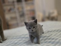 British shorthair bir buçuk aylık yavrular dişi kedi