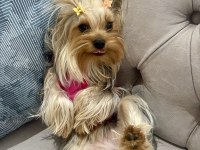 Yorkshire terrier kızımız