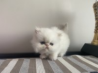 Son 2 adet iran kedisi yavrusu
