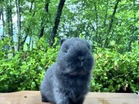 A KALİTE NETHERLAND DWARF TAVŞAN YAVRULAR
